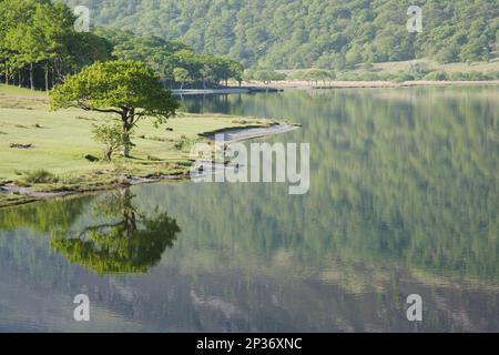 Vista degli alberi riflessi nel lago, Crummock Water, Lake District N. P. Cumbria, Inghilterra, Regno Unito Foto Stock