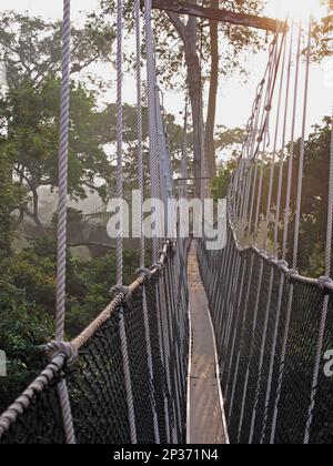 Vista lungo il passaggio a baldacchino attraverso la foresta pluviale tropicale al mattino presto, Kakum N. P. Ghana Foto Stock