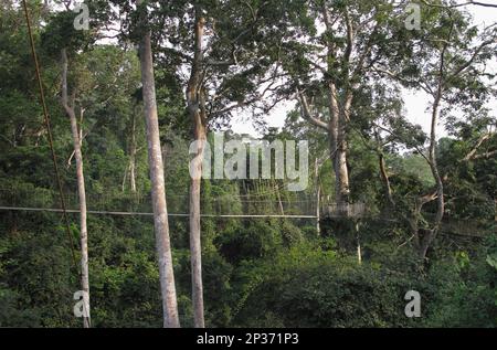 Vista della passerella a baldacchino attraverso la foresta pluviale tropicale, Kakum N. P. Ghana Foto Stock