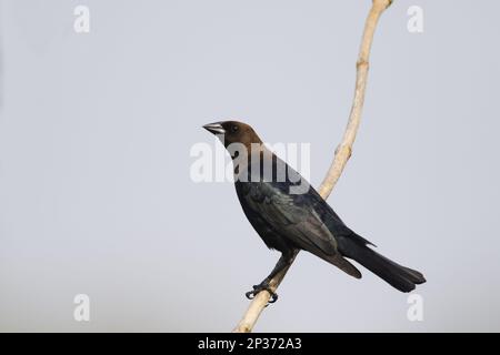 Cowbird a testa bruna, Cowbirds a testa bruna (Molotrus), uccelli canori, animali, uccelli, Cowbird a testa marrone A. Foto Stock