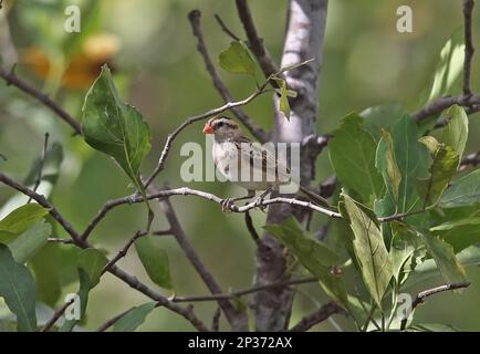 Exclamatory Paradise-whydah (Vidua interjecta) adulto maschio, non-breeding piumaggio, arroccato su ramoscello, Mole N. P. Ghana Foto Stock