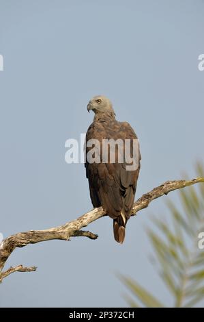 Aquila di pesce dalla testa grigia (Ichthyophaga ittyaetus), adulto, seduto sul ramo morto, Bundala N. P. Sri Lanka Foto Stock