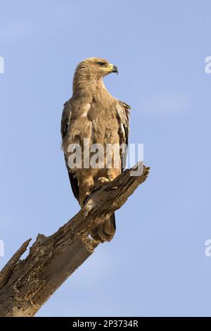 Aquila tawny africana (Aquila rapax) adulto, arroccato sul ramo in savana secca semi-desertica, Samburu National Reserve, Kenya Foto Stock