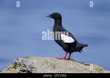 Guillemot nero (Cepphus grylle) adulto, piumaggio di allevamento, in piedi sulla roccia, Orcadi, Scozia, Regno Unito Foto Stock