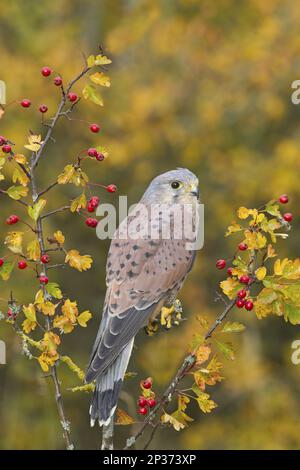 Gheppio comune (Falco tinnunculus), maschio adulto, in biancospino con bacche, vicino Greenlaw, Berwickshire, Scottish Borders, Scozia, Ottobre (in Foto Stock