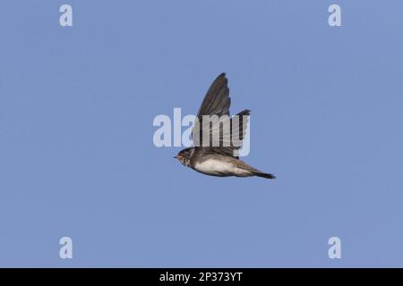 Sand martin, Sand martins (Riparia Riparia), songbirds, animali, uccelli, rondini, Sand Martin giovanili, in volo, Minspere RSPB Reserve, Suffolk Foto Stock