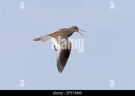 Redhank comune (Tringa totanus) adulto, piuma d'allevamento, in volo, chiamata, Suffolk, Inghilterra, Regno Unito Foto Stock