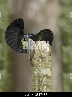 Victoria's Riflebird (Ptiloris victoriae) coppia per adulti, maschile che mostra a femmina, appollaiato sul palco, Atherton Tableland, Grande gamma divisoria Foto Stock