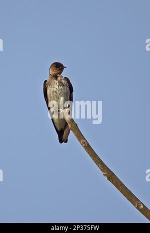 Swallow cannella-gola, Swallow cannella-gola, songbirds, animali, Uccelli, Swallows, Meridionale Swallow (Stelgidopteryx ruficollis) Foto Stock