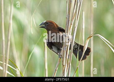 Weaver (Amblyospiza albifrons) adulto maschio, chiamante, arroccato su steli di canne, iSimangaliso Wetland Park (Grande St Parco delle paludi Lucia) Foto Stock