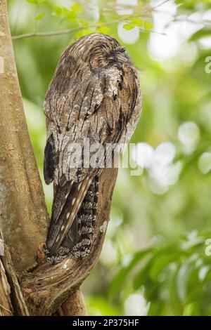 Potoo settentrionale (Nyctibius jamaicensis) adulto, roosting sul ramo durante il giorno, Giamaica Foto Stock