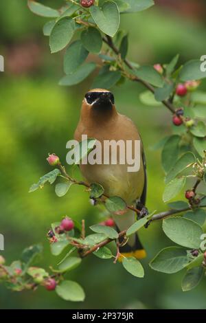 Cedar Waxwing (Bombycilla cedrorum) adulto, arroccato in frutteto, Saltspring Island, stretto di Georgia, Isole Gulf, British Columbia, Canada Foto Stock