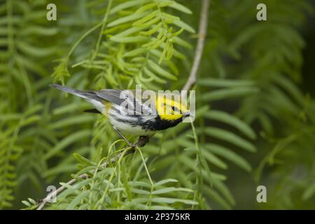 Warbler Verde dalla gola nera (Setophaga virens), maschio adulto, seduto su un ramo durante la migrazione, Gulf Coast, utricularia ocroleuca (U.) (U.) S. A Foto Stock