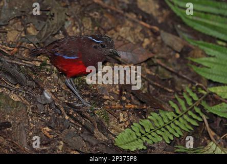 Adulto aggraziato Pitta (Pitta venusta), in piedi sul pavimento della foresta, Kerinci Seblat N. P. Sumatra, Isole della Grande Sunda, Indonesia Foto Stock