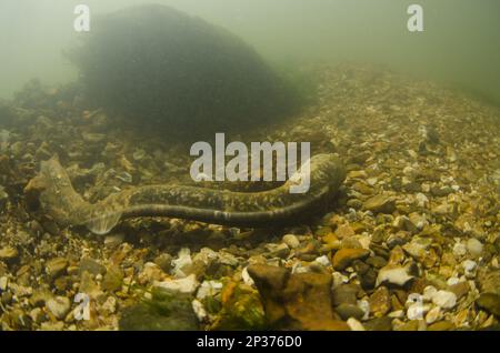 Sea Lamprey (Petromyzon marinus) femmina adulta, scavando 'nido 'dd' su letto di pietra, River Test, Hampshire, Inghilterra, Regno Unito Foto Stock