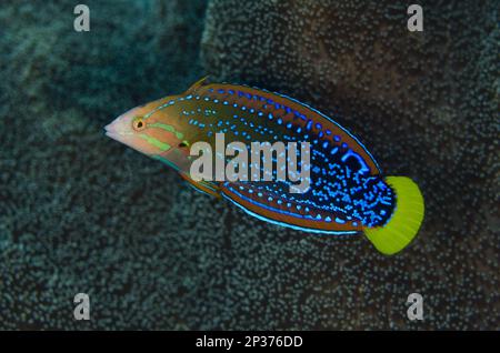 Yellowtail Coris Wrasse (Coris gaimard) immature, Tepekong, Candidasa, Bali, Isole minori Sunda, Indonesia Foto Stock