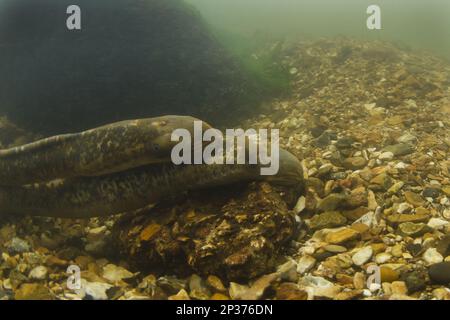 Sea Lamprey (Petromyzon marinus) coppia di adulti, corteggiamento in 'dd' nido su letto di pietra fiume, River Test, Hampshire, Inghilterra, Regno Unito Foto Stock