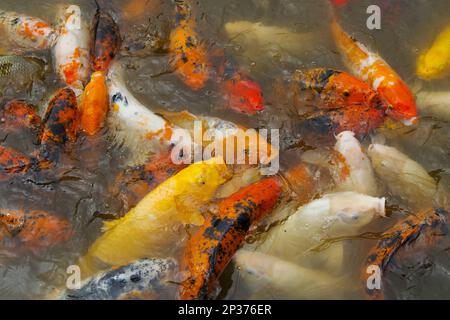 Giapponese Koi (Cyprinus carpio) shoal, nutrirsi alla superficie del lago, provincia di Sichuan, Cina Foto Stock