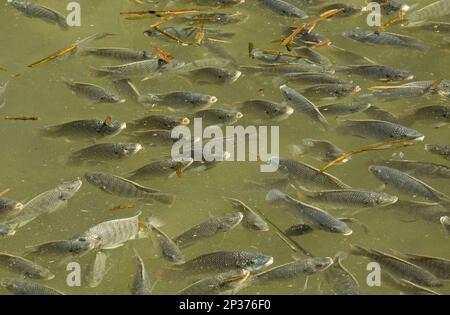 Blue Tilapia (Oreochromis aureus) introdusse specie, scialle, in una laguna costiera poco profonda sull'isola barriera, South Padre Island, Texas, U.S.A. Foto Stock