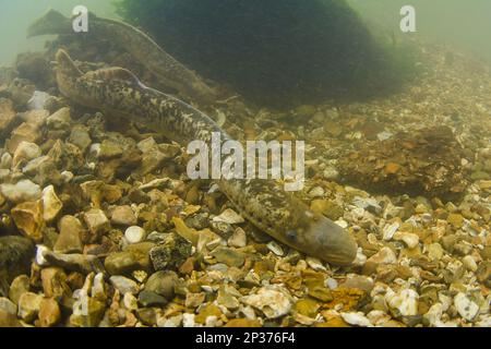 Sea Lamprey (Petromyzon marinus) coppia di adulti, in 'dd' nido su letto di pietra, River Test, Hampshire, Inghilterra, Regno Unito Foto Stock