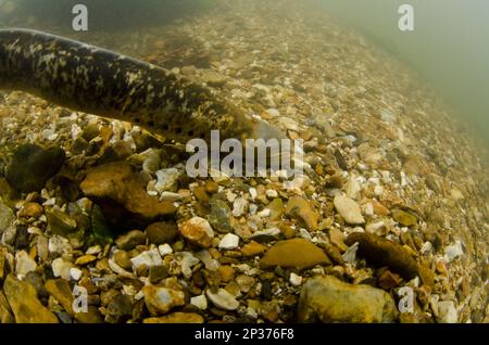 Lamprey di mare (Petromyzon marinus) adulto, su letto di fiume di pietra, River Test, Hampshire, Inghilterra, Regno Unito Foto Stock