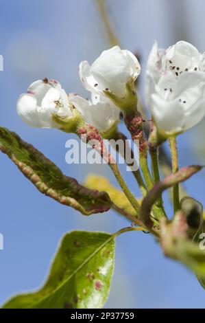 Early blisters of the pear leaf blister mite, Eriophyes pyri, red on young pear foliage and flower stems in spring Foto Stock