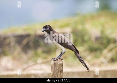 Jay marrone (Psilorhinus morio) adulto, arroccato sul fenpost, Rancho Naturalista, Costa Rica Foto Stock