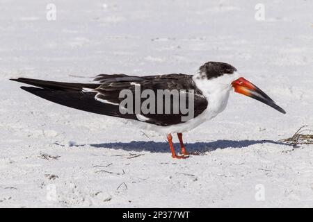 Black Skimmer (Rynchops niger) adulto, piume non-breeding, roosting, in piedi sulla sabbia, Florida, STATI UNITI Foto Stock