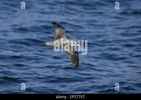 Cory's Shearwater (Calonectris borealis) adulto, in volo sul mare, Marocco Foto Stock