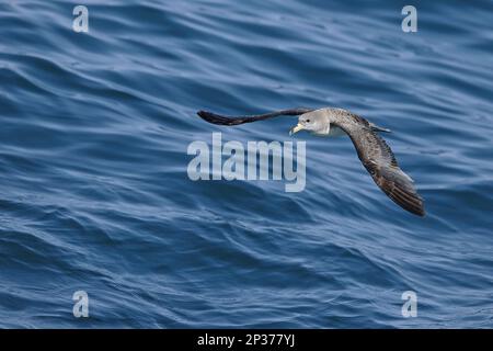 Cory's Shearwater (Calonectris borealis) adulto, in volo sul mare, Marocco Foto Stock