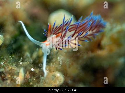 Filo di lumaca viaggiante (Cratena peregrina), Mar Mediterraneo Foto Stock