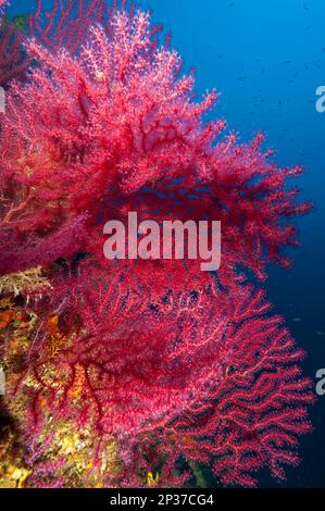 Mediterraneo Fan Coral, violescente frusta di mare (Paramuricea clavata), Gorgonian Fan, Gorgonian Rosso, Elba Toscana, Europa, Mar Mediterraneo, Italia Foto Stock