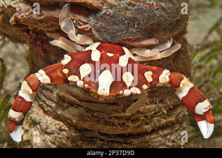 Granchio da nuoto Harlequin (Lissocarcinus laevis), artigli, Sabang Beach, Puro Galera, Mindoro, Filippine, Asia sudorientale, Oceano Indo-Pacifico Foto Stock