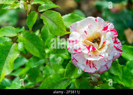 Rosa e rosa bianca con un'ape che raccoglie nettare dall'interno del fiore Foto Stock
