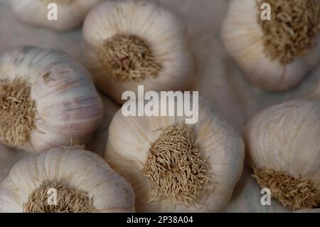 Bulbi di aglio sono stati raccolti e stanno asciugando. Alcuni hanno ancora un po' di sporcizia sulle loro pelli. Foto Stock