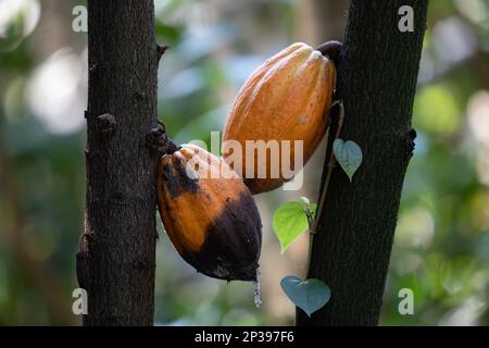 Cacao (Theobroma cacao, cacao) frutti con un frutto parzialmente marcio su albero tropicale sempreverde della famiglia Malvaceae. Foto Stock