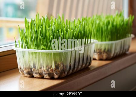 Erba di orzo verde fresca che cresce in contenitori di plastica a casa sul davanzale Foto Stock