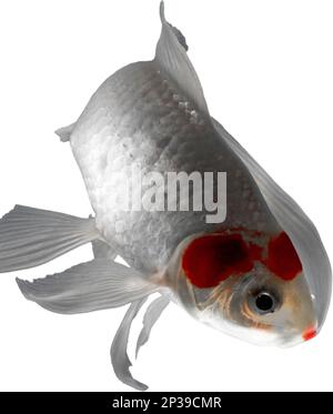Pesce bianco e arancione brillante che si gira verso la fotocamera con uno sfondo bianco Foto Stock