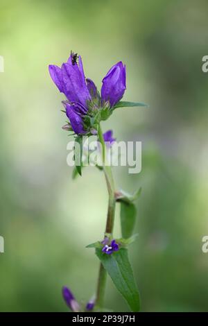 Campanula glomerata, comunemente conosciuta come Clustered Bellflower, pianta da fiore selvatica dalla Finlandia Foto Stock