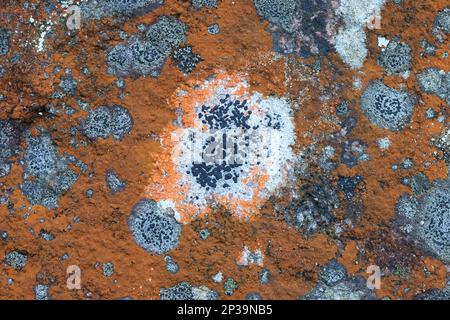 Trentepohlia aurea di colore arancione, un'alga verde terrestre, che cresce su una superficie calcarea insieme a Rhizocarpon neri o licheni cartografici Foto Stock