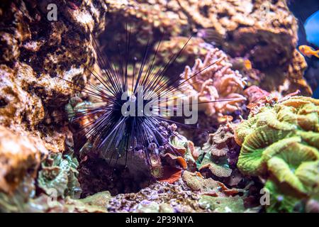 Riccio nero lungo della colonna vertebrale alla barriera corallina. Diadema setosum è una specie di riccio di mare a lunga zecia appartenente alla famiglia dei Diadematidae. Foto Stock