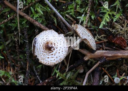 Lepiota felina, comunemente conosciuta come Cat Dapperling, fungo selvatico dalla Finlandia Foto Stock