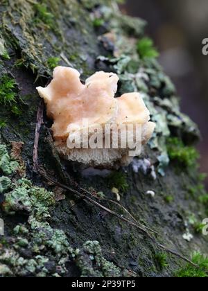 Antrodiella serpula, un fungo di poliporo che cresce su nocciolo in Finlandia, nessun nome comune inglese Foto Stock