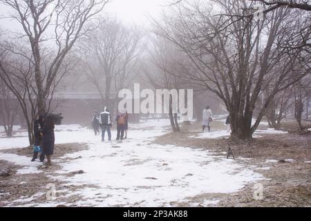 I coreani e i viaggiatori stranieri visitano il giardino naturale sul vulcano Hanla Mountain o il Monte Halla nel Parco Nazionale Hallasan, mentre la neve cade Foto Stock