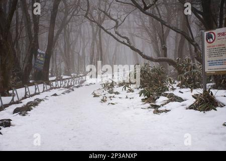 Ammira il paesaggio innevato che cade nella foresta sulla montagna di Hanla o sul monte Halla nel Parco Nazionale di Hallasan per la visita della gente coreana Foto Stock