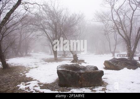 Ammira il paesaggio e la neve che cade in giardino sul vulcano Hanla Mountain o sul Monte Halla nel Parco Nazionale di Hallasan per i coreani e i viaggiatori stranieri Foto Stock