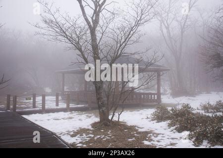 Ammira il paesaggio e la neve che cade su un albero di piante nella foresta sul vulcano Hanla Mountain o il Monte Halla nel Parco Nazionale Hallasan per i coreani Foto Stock