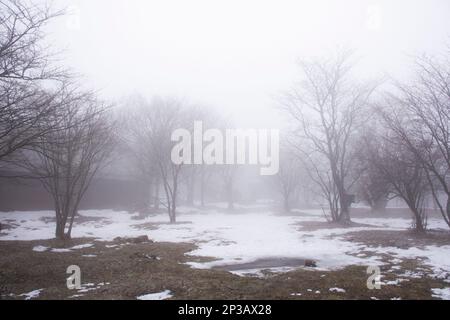 Ammira il paesaggio e la neve che cade su un albero di piante nella foresta sul vulcano Hanla Mountain o il Monte Halla nel Parco Nazionale Hallasan per i coreani Foto Stock