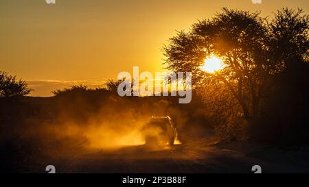 Tramonto scenario con polvere di safari in auto nel parco di Kgalagadi transfrontier, Sudafrica; specie famiglia di Foto Stock