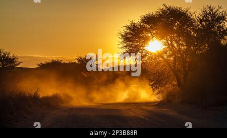 Tramonto scenario con polvere di safari in auto nel parco di Kgalagadi transfrontier, Sudafrica; specie famiglia di Foto Stock